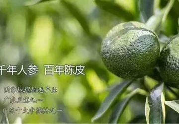 十大广药系列之陈皮